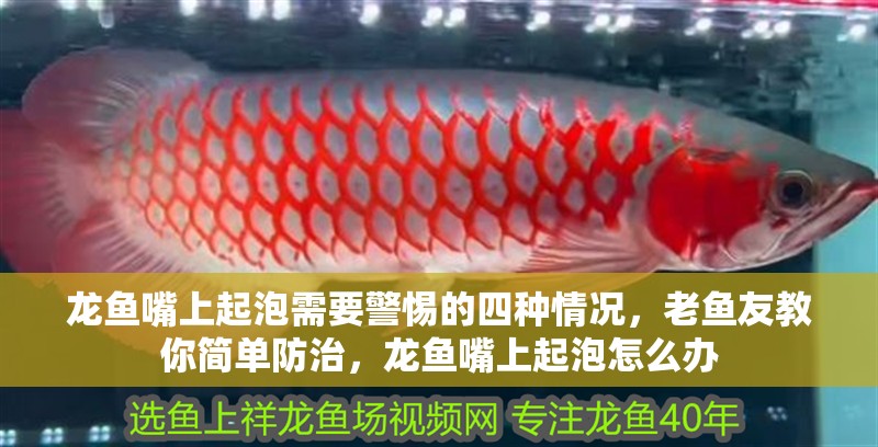 龍魚嘴上起泡需要警惕的四種情況，老魚友教你簡單防治，龍魚嘴上起泡怎么辦