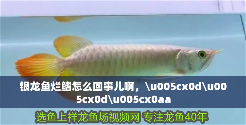 銀龍魚爛鰭怎么回事兒啊，\u005cx0d\u005cx0d\u005cx0aa