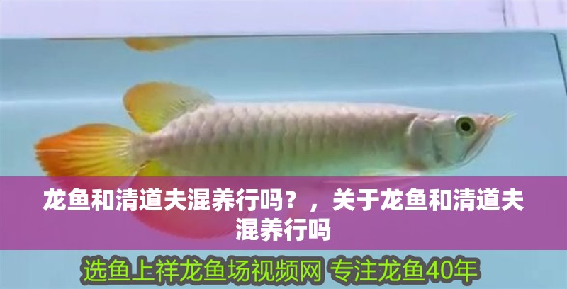 龍魚和清道夫混養行嗎？，關于龍魚和清道夫混養行嗎