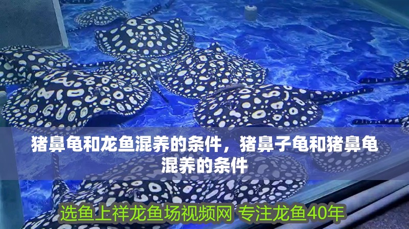 豬鼻龜和龍魚混養的條件，豬鼻子龜和豬鼻龜混養的條件