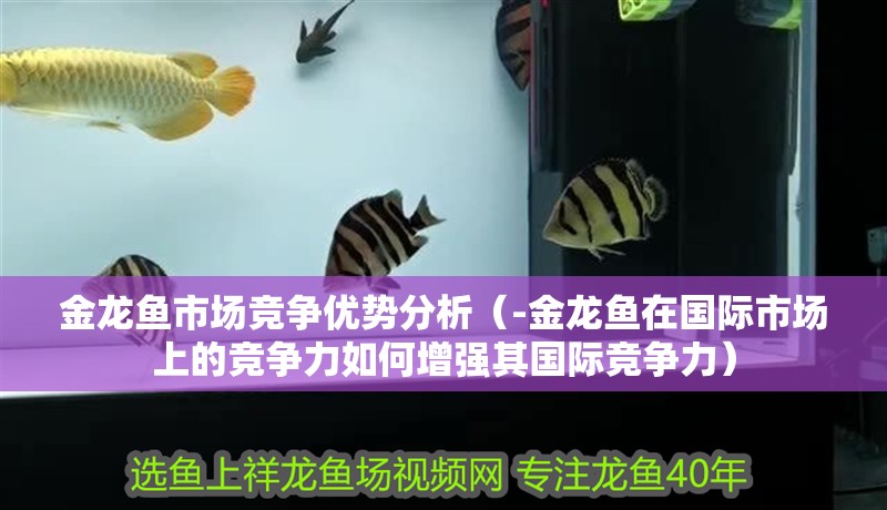 金龍魚市場競爭優(yōu)勢分析（-金龍魚在國際市場上的競爭力如何增強(qiáng)其國際競爭力）