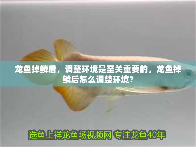 龍魚掉鱗后，調整環境是至關重要的，龍魚掉鱗后怎么調整環境？
