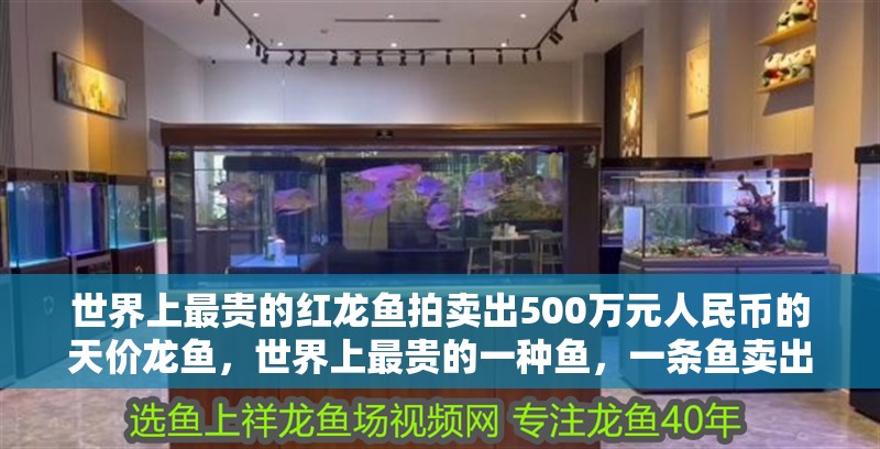 世界上最貴的紅龍魚拍賣出500萬元人民幣的天價龍魚，世界上最貴的一種魚，一條魚賣出了500萬元人民幣