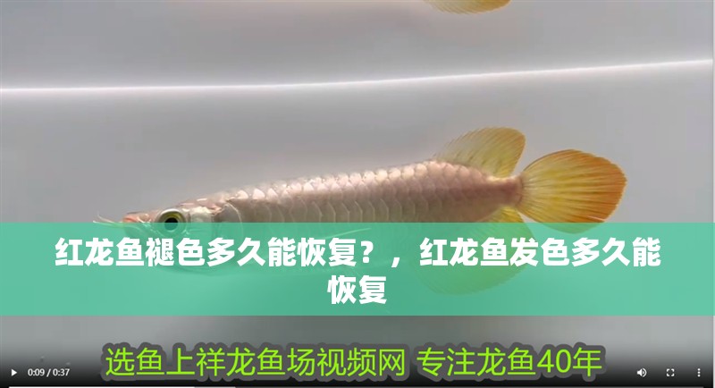 紅龍魚褪色多久能恢復？，紅龍魚發(fā)色多久能恢復