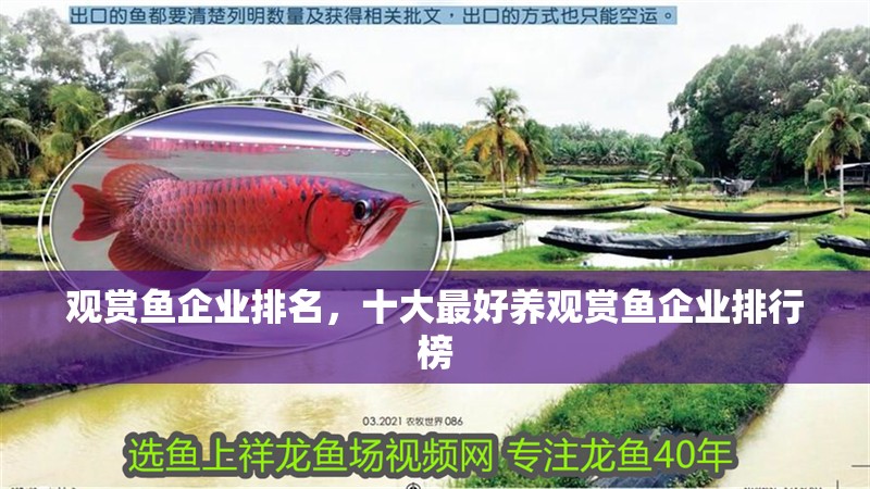 觀賞魚企業(yè)排名，十大最好養(yǎng)觀賞魚企業(yè)排行榜