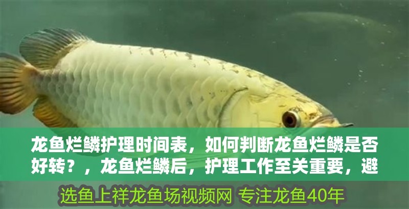 龍魚爛鱗護(hù)理時間表，如何判斷龍魚爛鱗是否好轉(zhuǎn)？，龍魚爛鱗后，護(hù)理工作至關(guān)重要，避免傳染給其他健康魚類