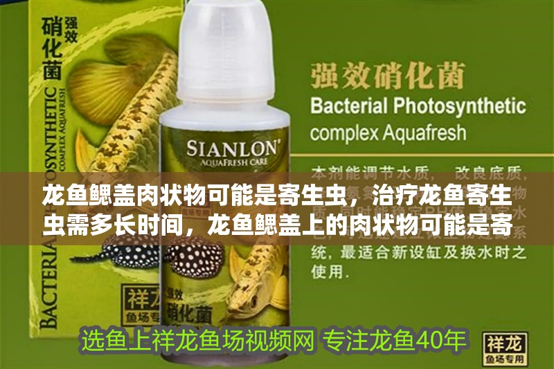 龍魚鰓蓋肉狀物可能是寄生蟲，治療龍魚寄生蟲需多長時間，龍魚鰓蓋上的肉狀物可能是寄生蟲