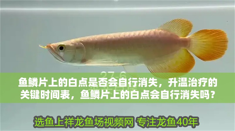 魚鱗片上的白點是否會自行消失，升溫治療的關鍵時間表，魚鱗片上的白點會自行消失嗎？