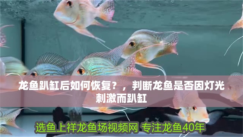 龍魚趴缸后如何恢復？，判斷龍魚是否因燈光刺激而趴缸