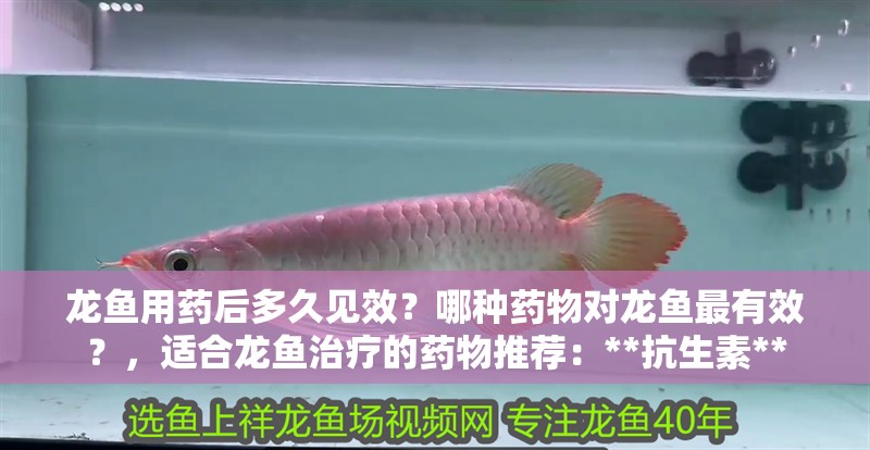 龍魚用藥后多久見效？哪種藥物對龍魚最有效？，適合龍魚治療的藥物推薦：**抗生素**