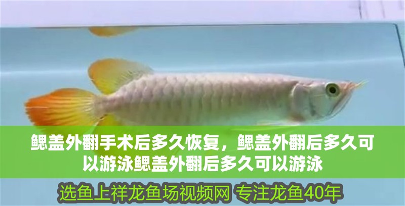 鰓蓋外翻手術后多久恢復，鰓蓋外翻后多久可以游泳鰓蓋外翻后多久可以游泳