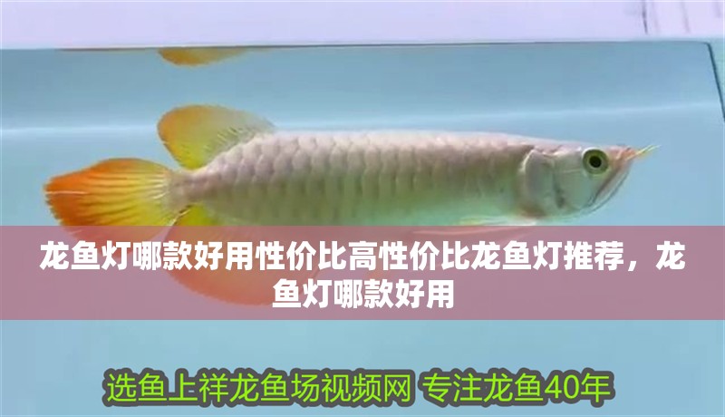 龍魚燈哪款好用性價比高性價比龍魚燈推薦，龍魚燈哪款好用