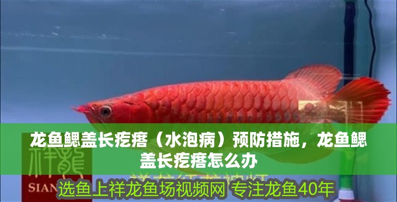 龍魚鰓蓋長疙瘩（水泡病）預防措施，龍魚鰓蓋長疙瘩怎么辦