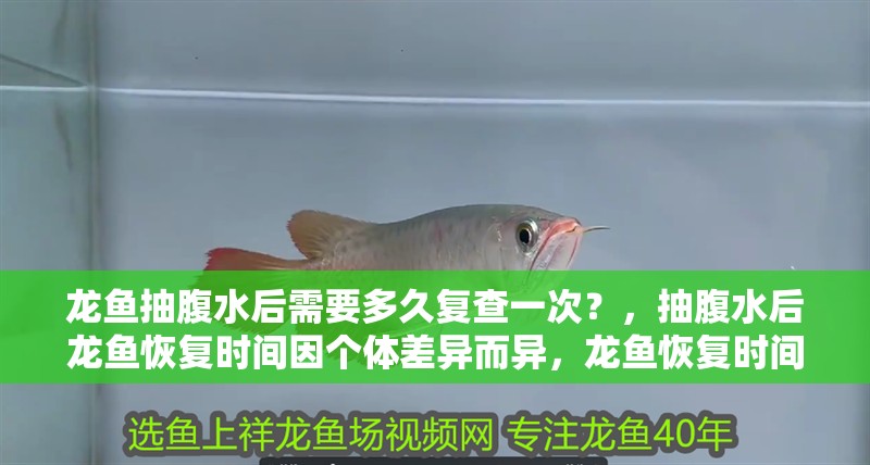 龍魚抽腹水后需要多久復(fù)查一次？，抽腹水后龍魚恢復(fù)時(shí)間因個(gè)體差異而異，龍魚恢復(fù)時(shí)間因個(gè)體差異而異