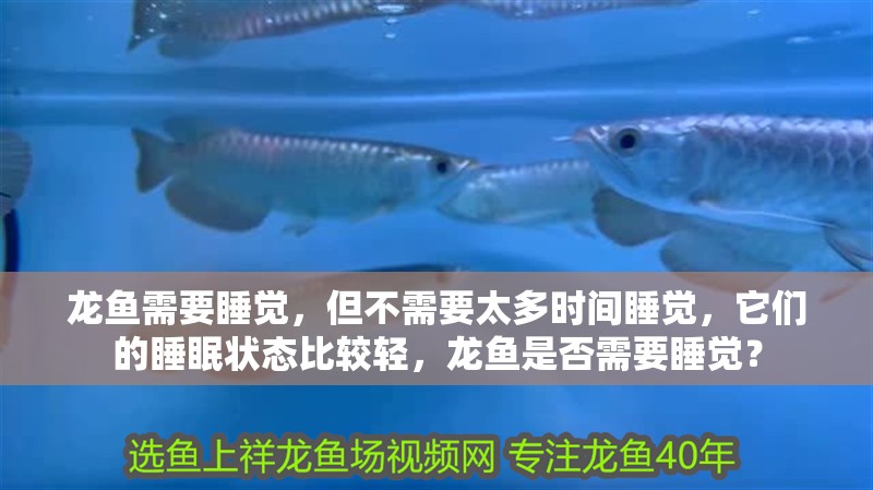 龍魚需要睡覺，但不需要太多時間睡覺，它們的睡眠狀態比較輕，龍魚是否需要睡覺？