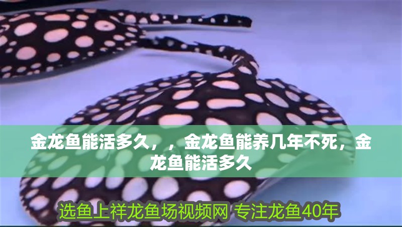 金龍魚能活多久，，金龍魚能養幾年不死，金龍魚能活多久