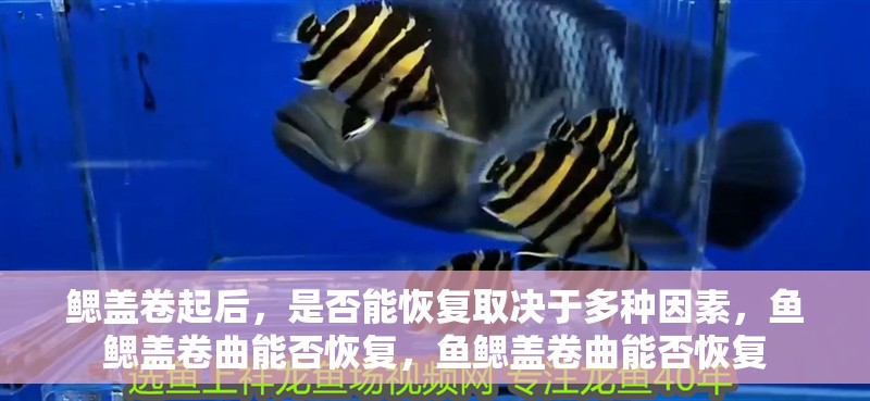 鰓蓋卷起后，是否能恢復取決于多種因素，魚鰓蓋卷曲能否恢復，魚鰓蓋卷曲能否恢復