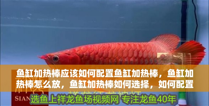 魚缸加熱棒應該如何配置魚缸加熱棒，魚缸加熱棒怎么放，魚缸加熱棒如何選擇，如何配置？