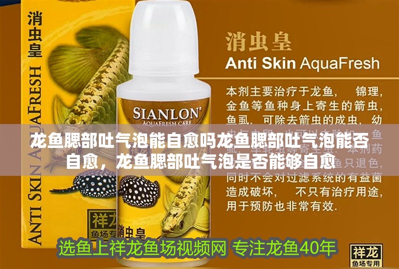 龍魚腮部吐氣泡能自愈嗎龍魚腮部吐氣泡能否自愈，龍魚腮部吐氣泡是否能夠自愈