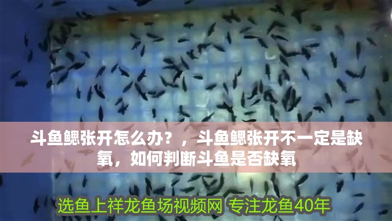 斗魚鰓張開怎么辦？，斗魚鰓張開不一定是缺氧，如何判斷斗魚是否缺氧