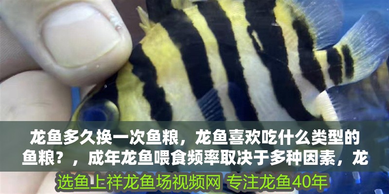 龍魚多久換一次魚糧，龍魚喜歡吃什么類型的魚糧？，成年龍魚喂食頻率取決于多種因素，龍魚喂食頻率取決于多種因素