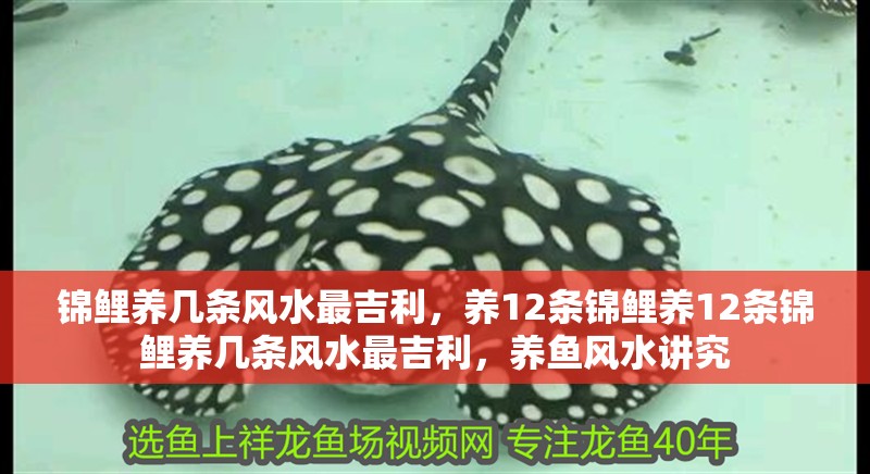 錦鯉養幾條風水最吉利，養12條錦鯉養12條錦鯉養幾條風水最吉利，養魚風水講究