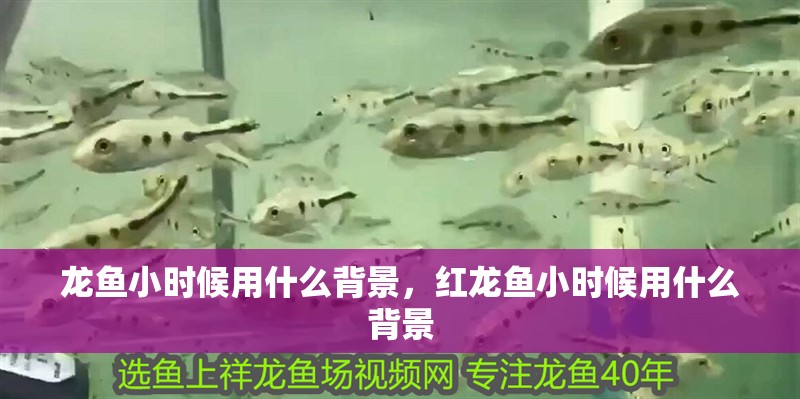 龍魚小時候用什么背景，紅龍魚小時候用什么背景