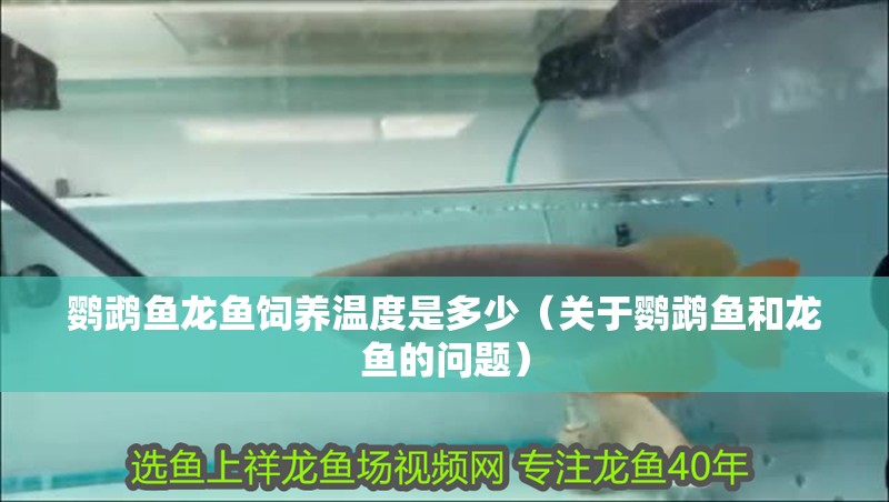 鸚鵡魚龍魚飼養溫度是多少（關于鸚鵡魚和龍魚的問題）
