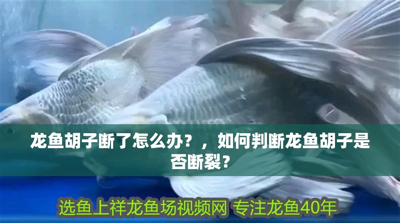 龍魚(yú)胡子斷了怎么辦？，如何判斷龍魚(yú)胡子是否斷裂？