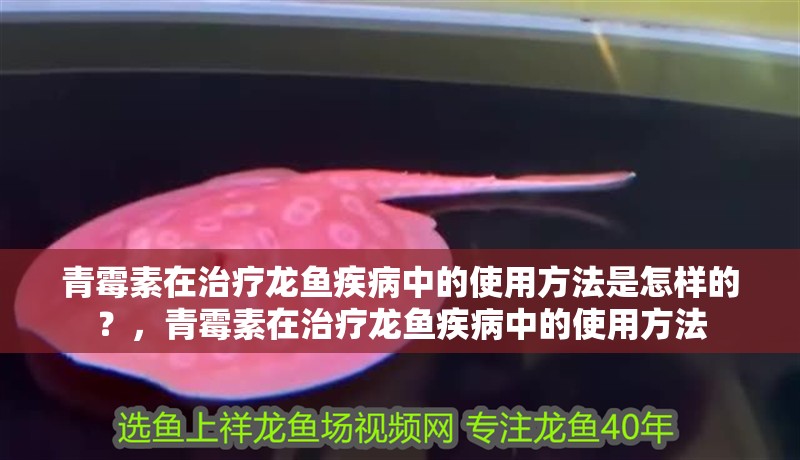 青霉素在治療龍魚疾病中的使用方法是怎樣的？，青霉素在治療龍魚疾病中的使用方法