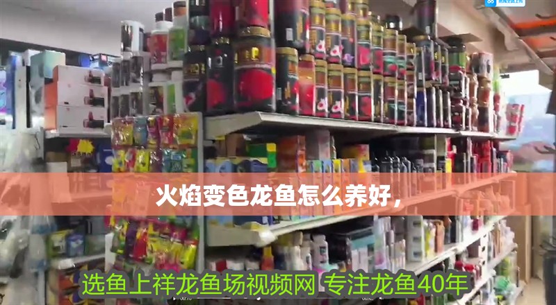 火焰變色龍魚怎么養好，