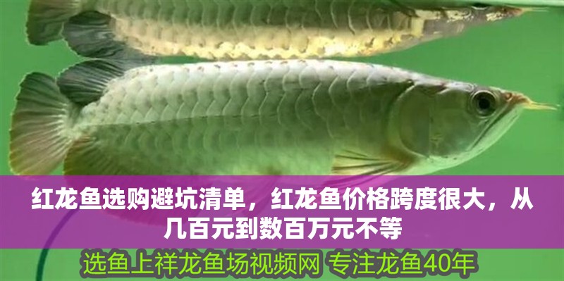 紅龍魚選購避坑清單，紅龍魚價格跨度很大，從幾百元到數百萬元不等