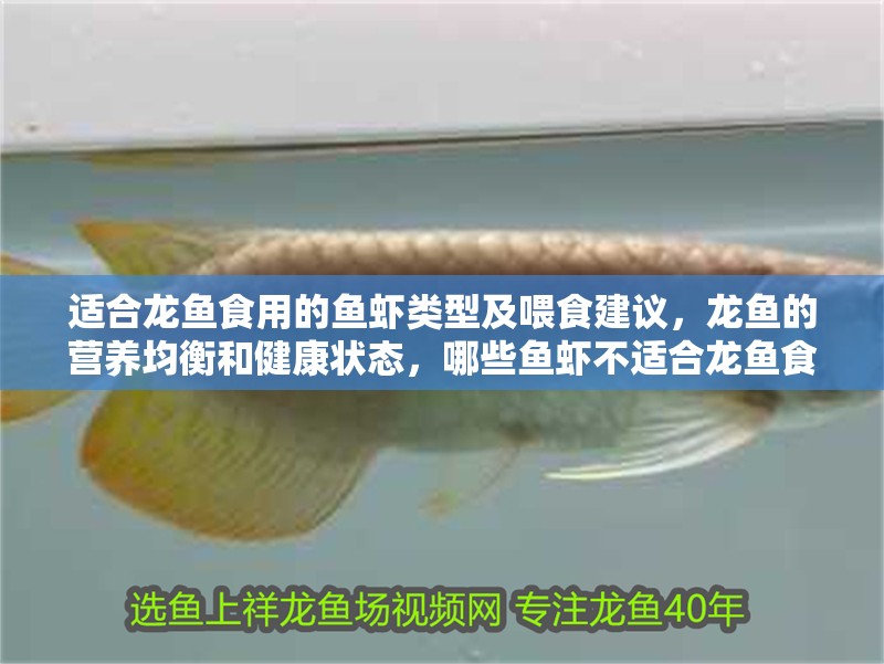 適合龍魚食用的魚蝦類型及喂食建議，龍魚的營養(yǎng)均衡和健康狀態(tài)，哪些魚蝦不適合龍魚食用？