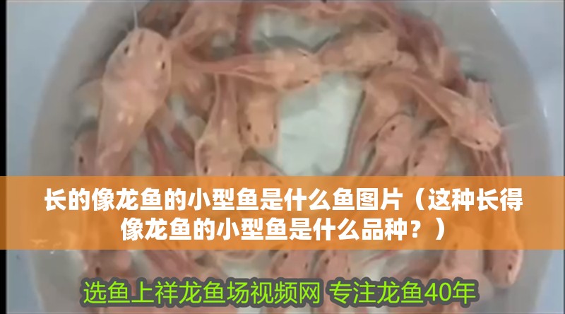 長的像龍魚的小型魚是什么魚圖片（這種長得像龍魚的小型魚是什么品種？）