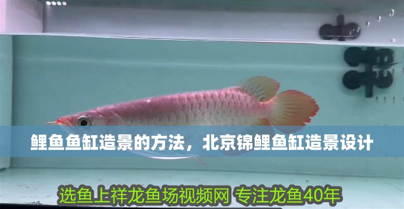 鯉魚魚缸造景的方法，北京錦鯉魚缸造景設計