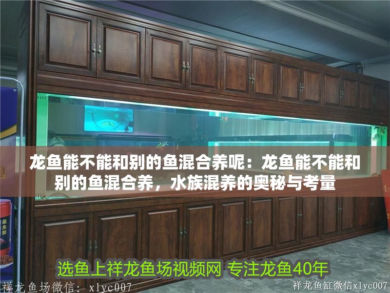 龍魚(yú)能不能和別的魚(yú)混合養(yǎng)呢：龍魚(yú)能不能和別的魚(yú)混合養(yǎng)，水族混養(yǎng)的奧秘與考量