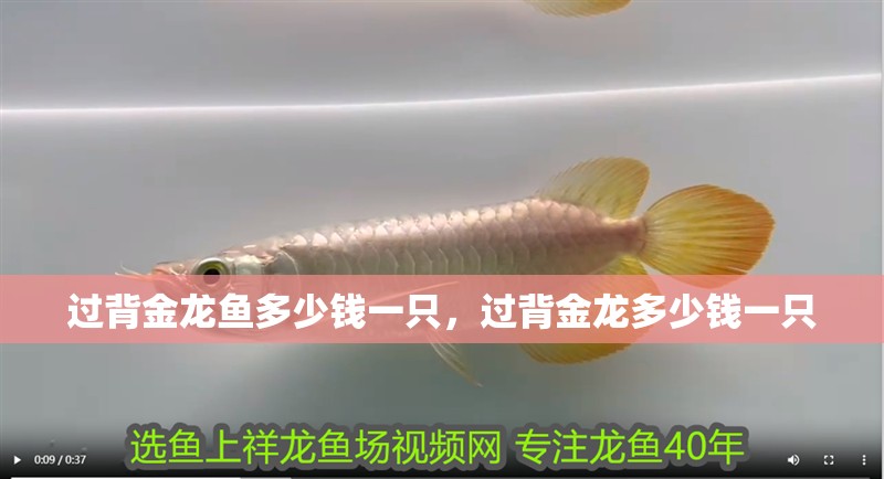 過背金龍魚多少錢一只，過背金龍多少錢一只