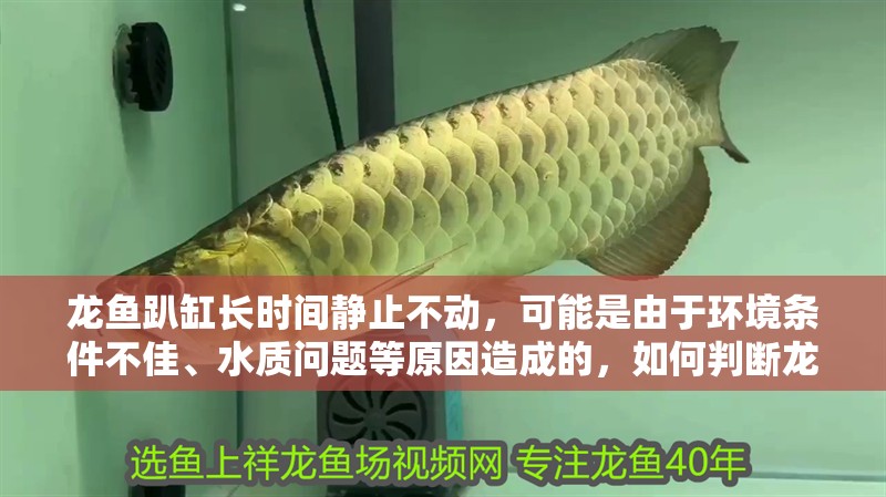 龍魚趴缸長時間靜止不動，可能是由于環境條件不佳、水質問題等原因造成的，如何判斷龍魚趴缸后如何恢復活力？