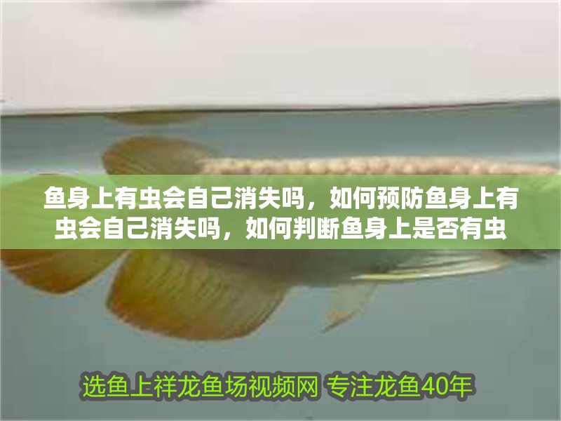 魚身上有蟲會自己消失嗎，如何預防魚身上有蟲會自己消失嗎，如何判斷魚身上是否有蟲