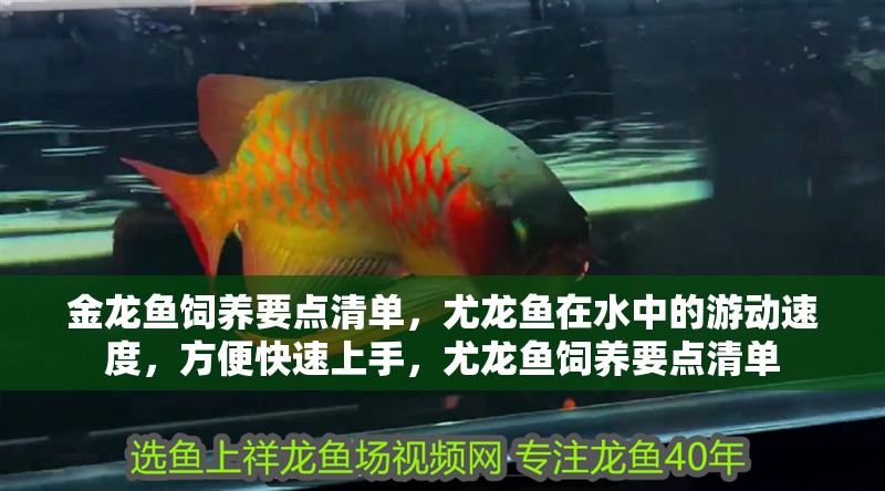金龍魚(yú)飼養(yǎng)要點(diǎn)清單，尤龍魚(yú)在水中的游動(dòng)速度，方便快速上手，尤龍魚(yú)飼養(yǎng)要點(diǎn)清單