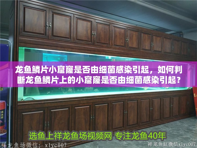 龍魚鱗片小窟窿是否由細菌感染引起，如何判斷龍魚鱗片上的小窟窿是否由細菌感染引起？