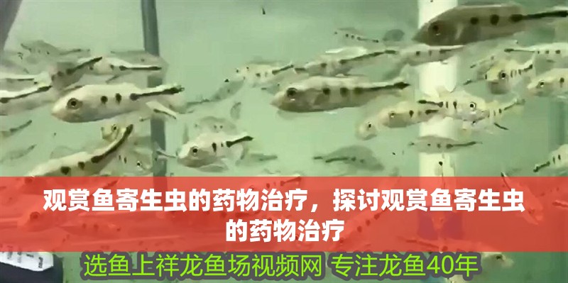 觀賞魚寄生蟲的藥物治療，探討觀賞魚寄生蟲的藥物治療