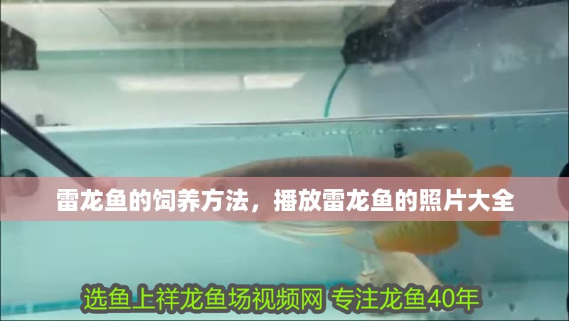 雷龍魚的飼養方法，播放雷龍魚的照片大全