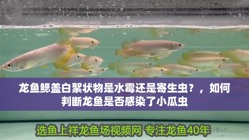 龍魚鰓蓋白絮狀物是水霉還是寄生蟲？，如何判斷龍魚是否感染了小瓜蟲