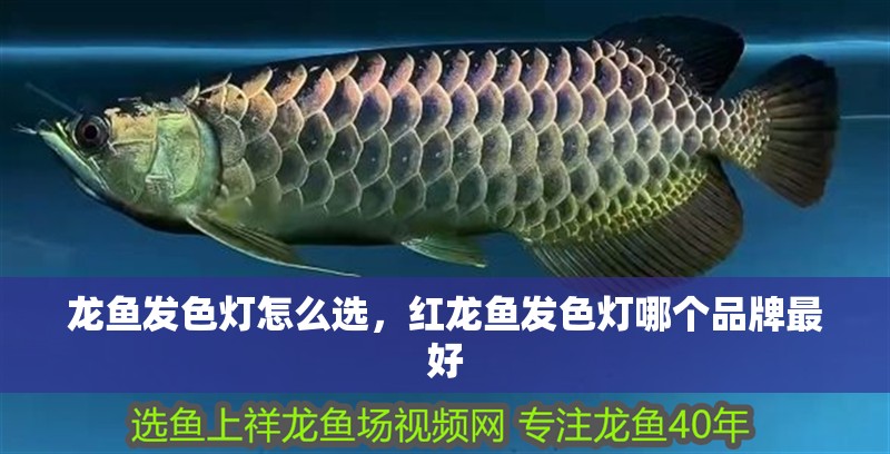 龍魚發色燈怎么選，紅龍魚發色燈哪個品牌最好