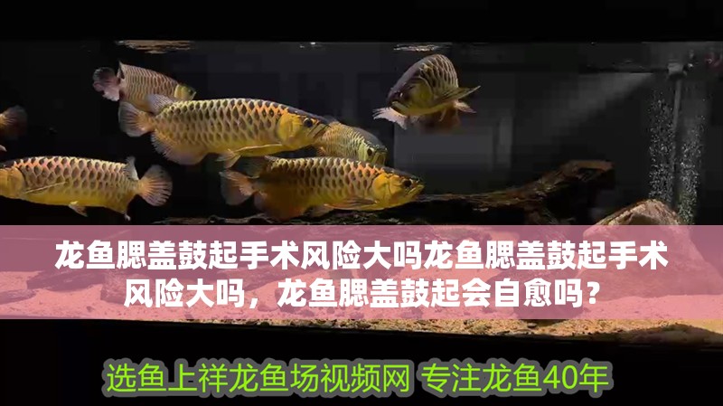 龍魚腮蓋鼓起手術風險大嗎龍魚腮蓋鼓起手術風險大嗎，龍魚腮蓋鼓起會自愈嗎？