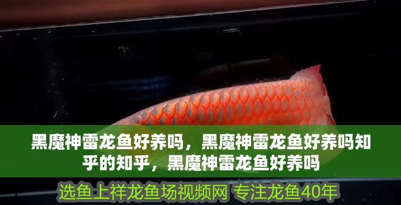 黑魔神雷龍魚好養(yǎng)嗎，黑魔神雷龍魚好養(yǎng)嗎知乎的知乎，黑魔神雷龍魚好養(yǎng)嗎