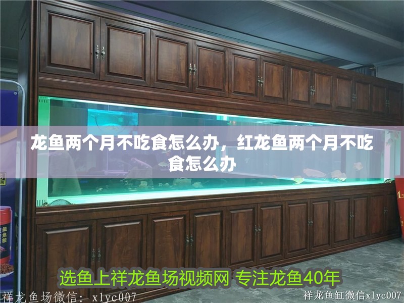 龍魚兩個月不吃食怎么辦，紅龍魚兩個月不吃食怎么辦 龍魚兩個月不吃食怎么辦，紅龍魚兩個月不吃食怎么辦 觀賞魚百科