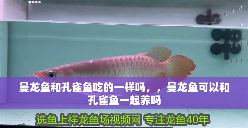 曼龍魚和孔雀魚吃的一樣嗎，，曼龍魚可以和孔雀魚一起養嗎