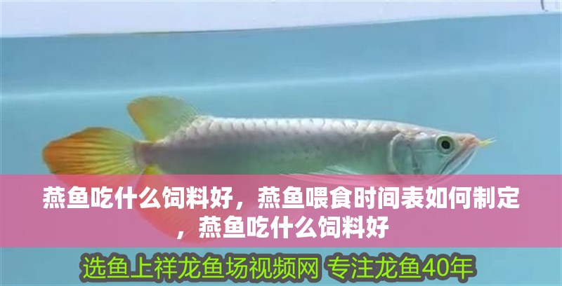 燕魚吃什么飼料好，燕魚喂食時間表如何制定，燕魚吃什么飼料好 燕魚吃什么飼料好，燕魚喂食時間表如何制定，燕魚吃什么飼料好 龍魚百科